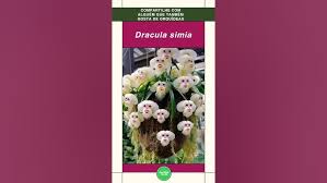 Orquídea Cara de Macaco (Dracula simia ...