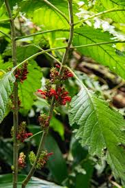 Image result for Achyrospermum carvalhoi