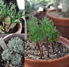 Image result for Eriospermum