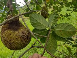 Image result for Artocarpus heterophyllus