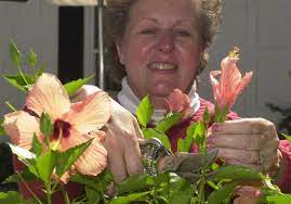 Hibiscus plants prefer lots of water. Deadheading Brings New Life To Your Plants The Blade