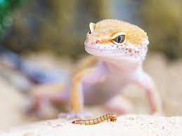 Good morning to everyone that work for the geico car insurance carrier customer center. Nahrungserganzungsmittel Fur Menschen Oder Fur Geckos Rechtslupe