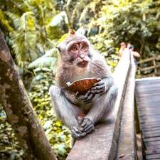 The show premiered on june 6, 2012, on the discovery channel and featured rawlings and kaufman as owners of the gas monkey custom shop. Visiting The Ubud Monkey Forest In 2021 Safety Guide Daily Travel Pill