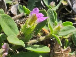 Image result for Blepharis integrifolia