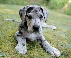 Most are the tri color markings. 95 My Great Obsession Ideas Great Dane Dane Dog Great Dane Dogs