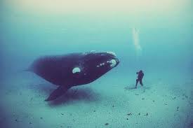 Is This Real Animals Whale Animals Beautiful