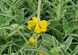 Image result for Phlomis fruticosa