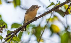 Image result for Newtonia