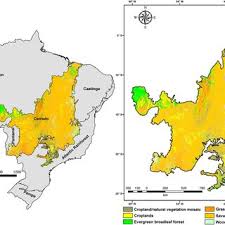 Image result for Acacia tenuispina