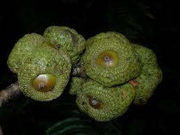 Image result for Pachycarpus lineolatus
