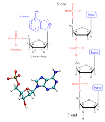 Deoxyribonucleic acid (dna) is a molecule that contains the biological instructions that make each species unique. Https Www Ks Uiuc Edu Training Casestudies Pdfs Dna Pdf