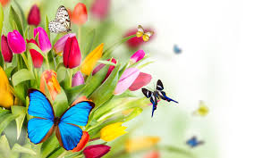 See more ideas about flower wallpaper, beautiful wallpapers, cute wallpapers. Tulip Flowers And Butterfly 2560x1600 Wallpapers13 Com