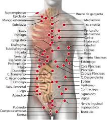 Graficos De Puntos De Rastreo Para Su Localizacion En El Cuerpo Humano Imanes Para Biomagnetismo Acupuntura Puntos Puntos De Acupresion