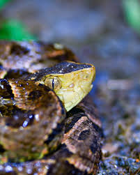 Image result for Leptochloa obtusiflora