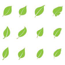 Green Leaf Ecology Nature Element Vector Set Leaf Icons Nature Icons Green Icons Png And Vector With Transparent Background For Free Download Green Leaves Green Nature Ecology