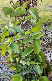 Image result for Kalanchoe pinnata