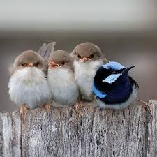 Birds Of A Feather And Friend Via So Cute Funny Birds Cute Birds Pretty Birds