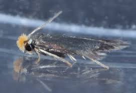 Image result for Stigmella anomalella