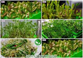 有機芽菜芽菜種子芽菜機芽菜箱水耕盤 有機花生芽菜苗自己動手栽 蒜味冰糖炒花生苗 綠豆芽 有機芽菜食譜分享 herbs sprouts parsley