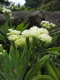 Image result for Kleinia