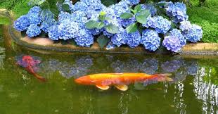 Every koi pond must have an appropriate filter system so that the koi can live healthy and comfortably. How Long Do Koi Fish Live The Impact Of Environment Nutrition Lifestyle Backyard Pond Ideas