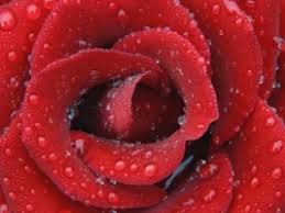 Love Wallpaper Flowers Nature Wallpapers For Free Download About 4 561 Wallpapers Enjoy and share your favorite beautiful hd wallpapers and background images. love wallpaper flowers nature