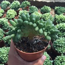 Image result for Kleinia mweroensis