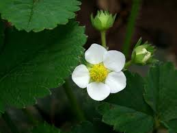 Tropical white flower with yellow center. White 5 Petal Yellow Center Flower Free Image Peakpx