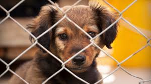 Zuhause gesucht für hunde in not, für hunderassen, hundearten im inland und im ausland. Wer Kummert Sich Um Hund Und Katze Wenn Ich Nicht Zuhause Bin
