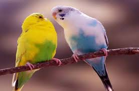 We did not find results for: Cara Merawat Burung Kenari Biar Gacor Masnunung