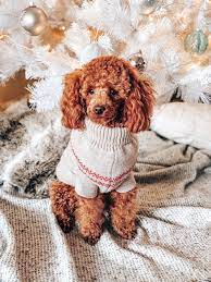 The most common for the miniature poodle is the puppy clip, a basic all over short cut. Miniature Poodle Pictures Download Free Images On Unsplash