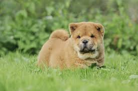 Best Quality Chow Chow Puppies For Sale In Singapore January 2022
