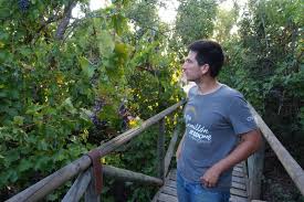 Hello kraus, please explain to me what is the difference between wine grapes and table grapes. The Gray Report Unique Wine Made From Grapes Growing Wild In A Riverbed