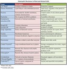 30 Correct Plant Cell Structures And Their Functions Chart