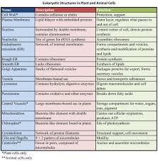 69 ageless eukaryotic cell structures and their functions chart