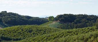 Pasolivo Paso Robles California San Luis Obispo County Paso Robles California Olive Oil