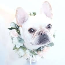 Pin On Pupy S