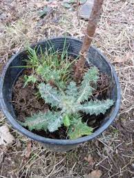 This weed prefers cooler climates, appearing during late spring. 6 Weeds Nc State Extension Publications