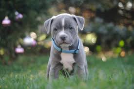 Image result for bulteriér