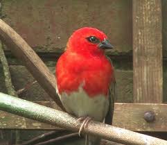 forest fody photo a front view of a male in breeding plumage the internet bird collection pet birds bird beautiful birds pinterest