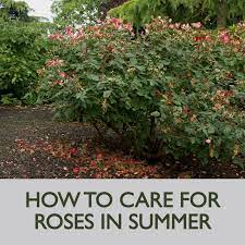 How To Care For Roses In The Summer Video Rose Care Amazing Gardens Beautiful Gardens
