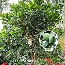 Image result for Warburgia ugandensis