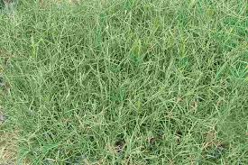 Image result for Cynodon dactylon