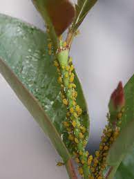 Yellow Aphids On Mandevilla Plant