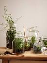 Image result for mini jardines en frasco