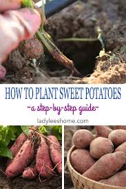 In This Post We Will Learn How To Plant Sweet Potatoes We Are Going To Go Over How You Can Grow Growing Sweet Potatoes Sweet Potato Plant Sweet Potato Slips