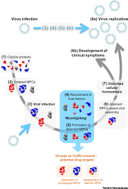 Endoplasmic reticulum roads protein meat from animals Viruses As Truffle Hounds Molecular Tools For Untangling Brain Cellular Pathology Trends In Neurosciences