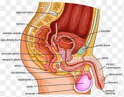 Maybe you would like to learn more about one of these? Organ Human Body Female Reproductive System Anatomy Woman People Woman Png Pngegg