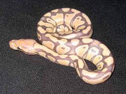 Desert Ghost Caramel Ball Python Morphs Pet Ownership Reptiles And Amphibians