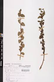 Image result for Melochia melissifolia